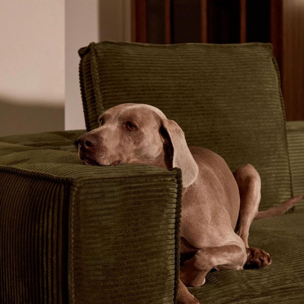 Um cão repousa num sofá de tecido canelado resistente, num ambiente onde a casa é pensada para animais de estimação e para o desgaste diário. A textura robusta e a paleta suave integram-se num design de interiores que privilegia durabilidade, conforto e uma decoração coerente com um estilo verdadeiramente pet‑friendly. Aqui, a casa adapta-se ao ritmo dos animais de estimação, garantindo que o espaço permanece elegante e funcional, enquanto o design de interiores e a decoração asseguram superfícies fáceis de manter num ambiente plenamente pet‑friendly.